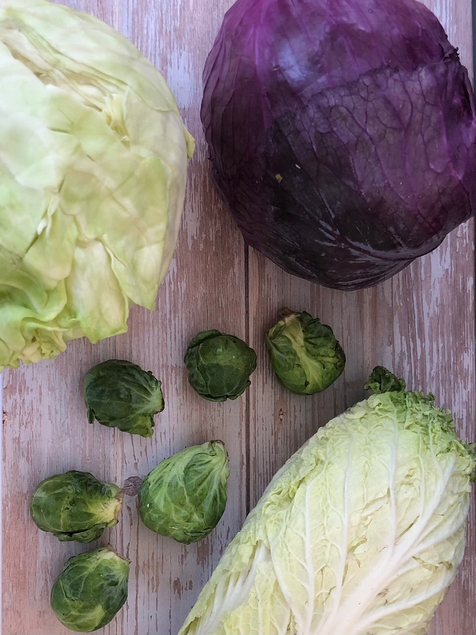 varieties of cabbage